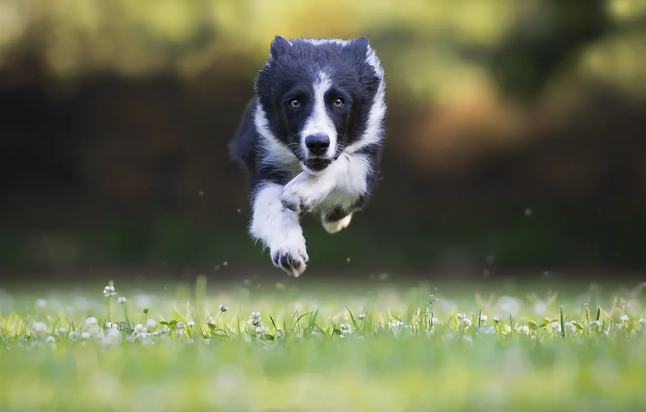Фото обои морда, прыжок, собака, бег, пес, порода, Border Collie
