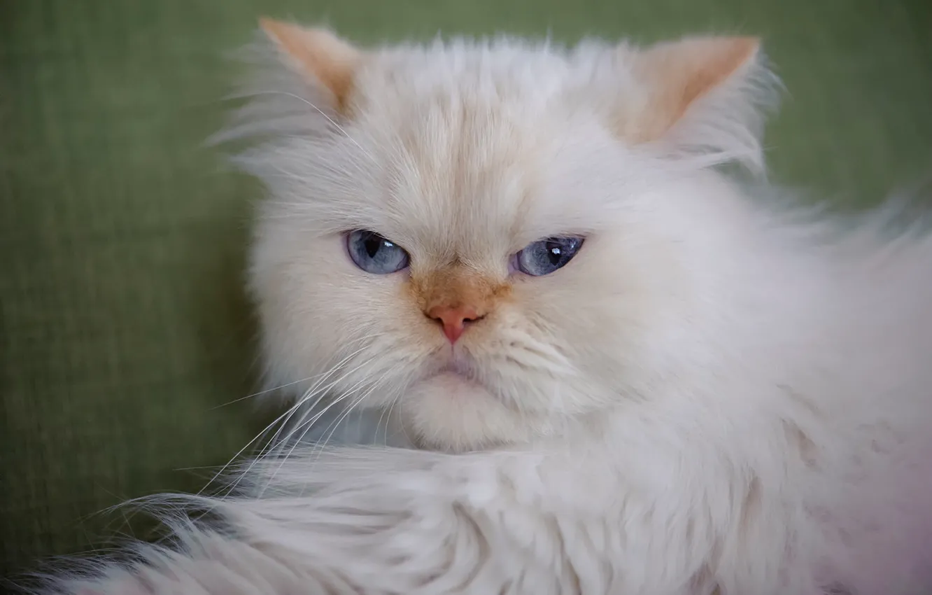 Фото обои кот, взгляд, портрет, пушистый, мордочка, голубые глаза, котейка, Гималайская кошка