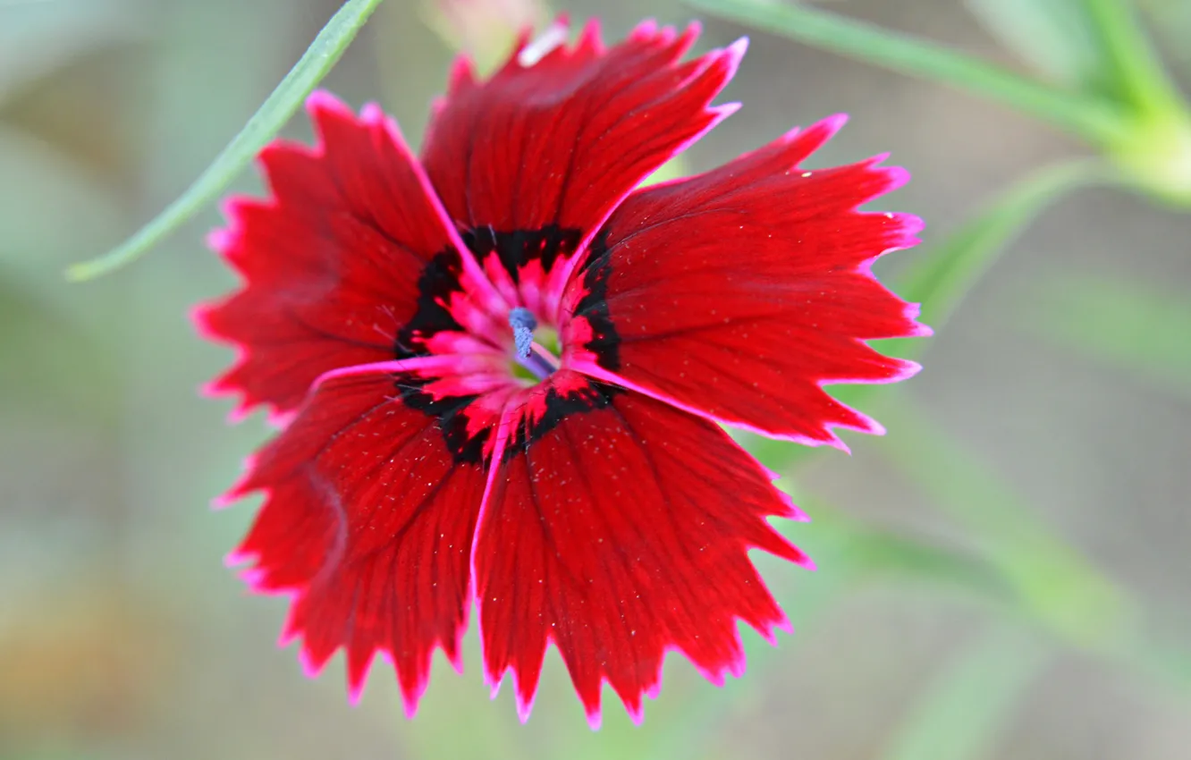 Фото обои цветок, природа, лепестки, китайская гвоздика
