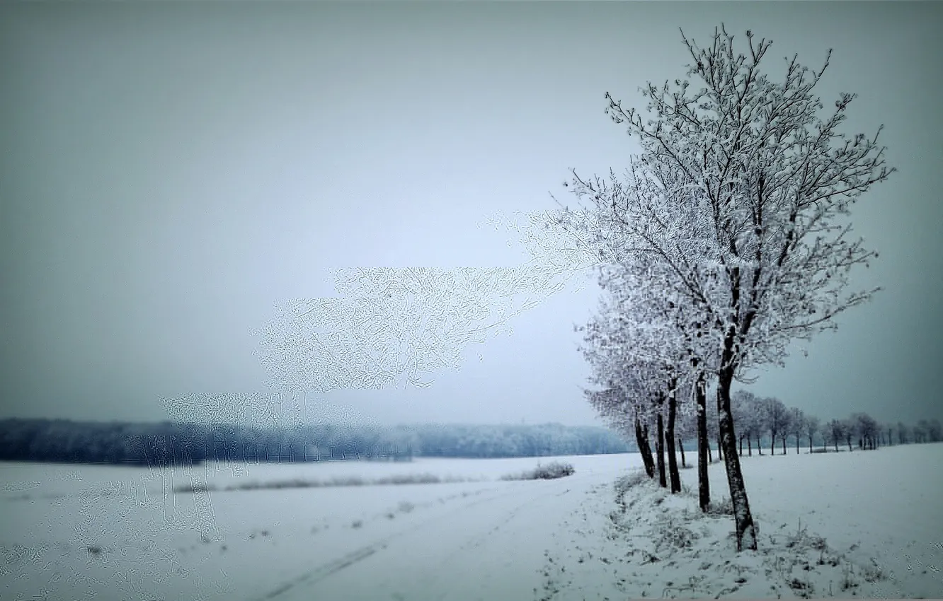 Фото обои зима, дорога, снег, деревья, серое небо