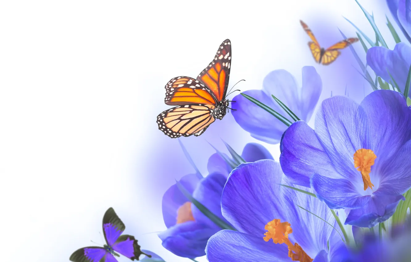 Фото обои бабочки, цветы, крокусы, flowers, spring, purple, crocus, butterflies