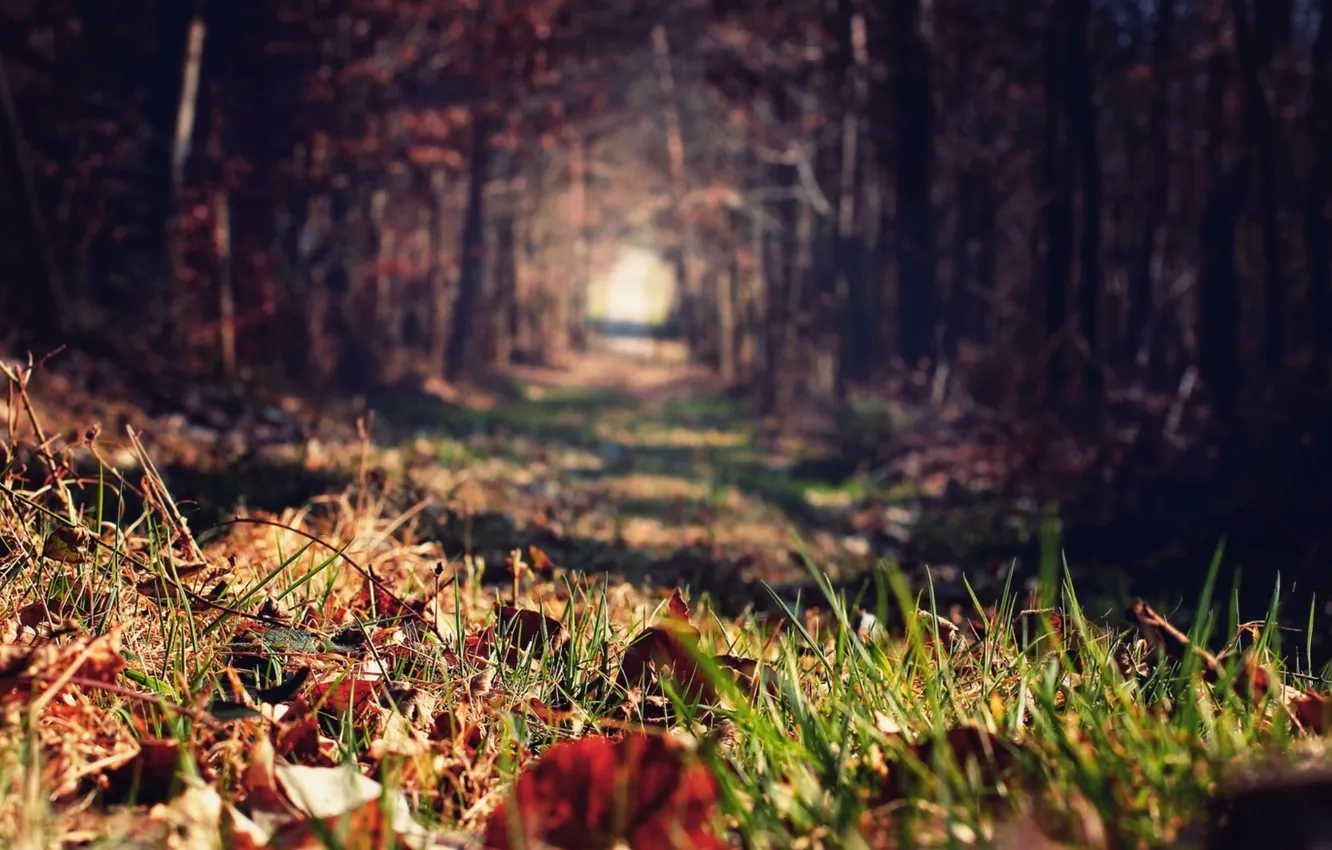 Фото обои осень, лес, трава, листья, деревья, размытость, аллея