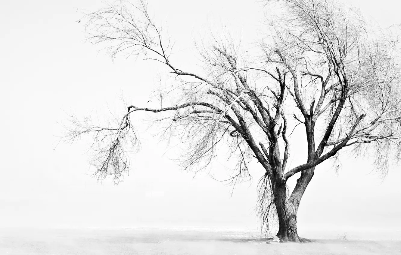 Фото обои дерево, одинокое, увядшее
