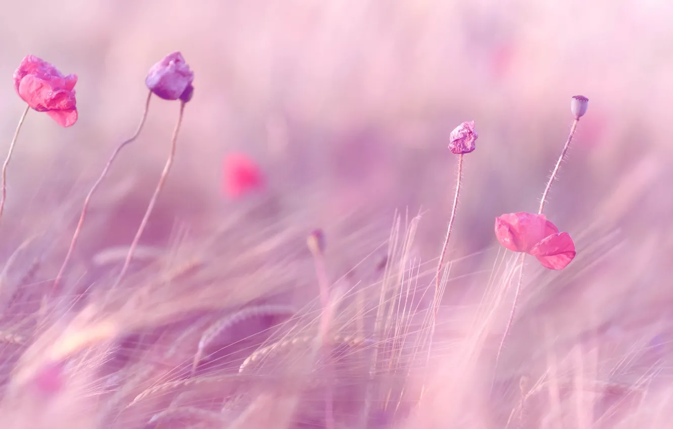 Фото обои пшеница, поле, фиолетовый, цветы, фон, розовый, widescreen, обои