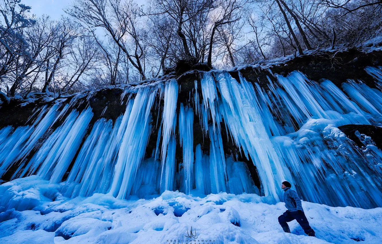 Фото обои снег, деревья, человек, сосульки, photographer, Kenji Yamamura