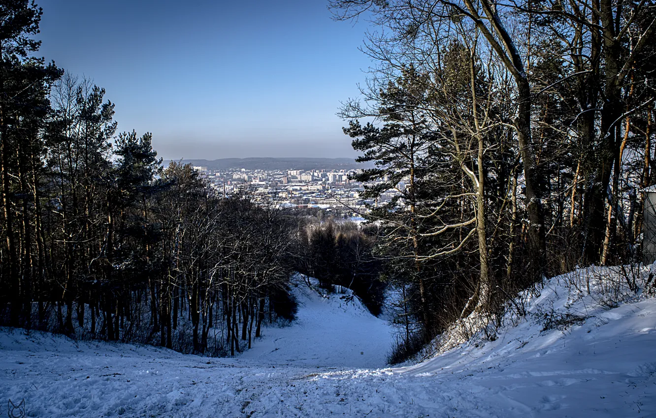Фото обои зима, снег, город, Лес, Львов