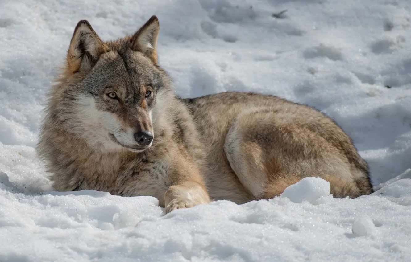 Фото обои fantasy, nature, art, snow, predator, face, animal, wolf