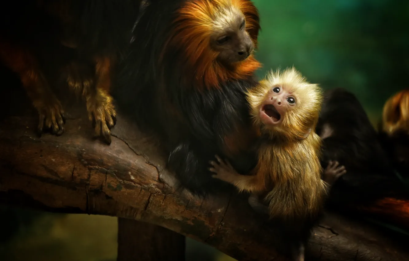 Фото обои животные, природа, дерево, обезьяны, детёныш, золотой тамарин