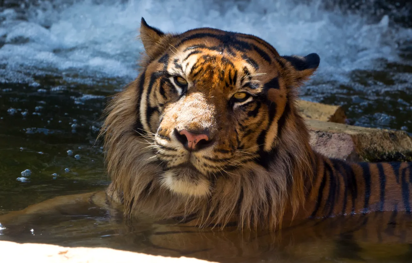 Фото обои кошка, морда, тигр, купание, водоём, суматранский