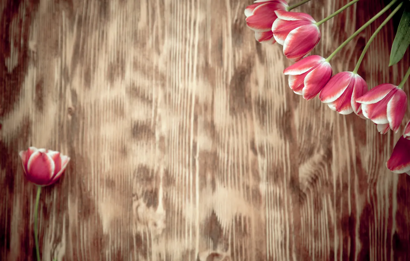 Фото обои цветы, букет, тюльпаны, wood, pink, romantic, tulips, spring