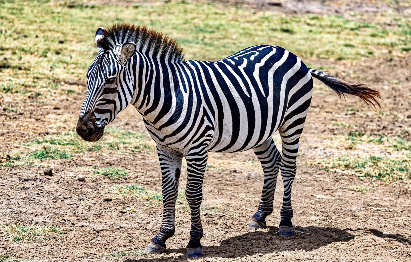 Фото обои animals, Africa, zebra