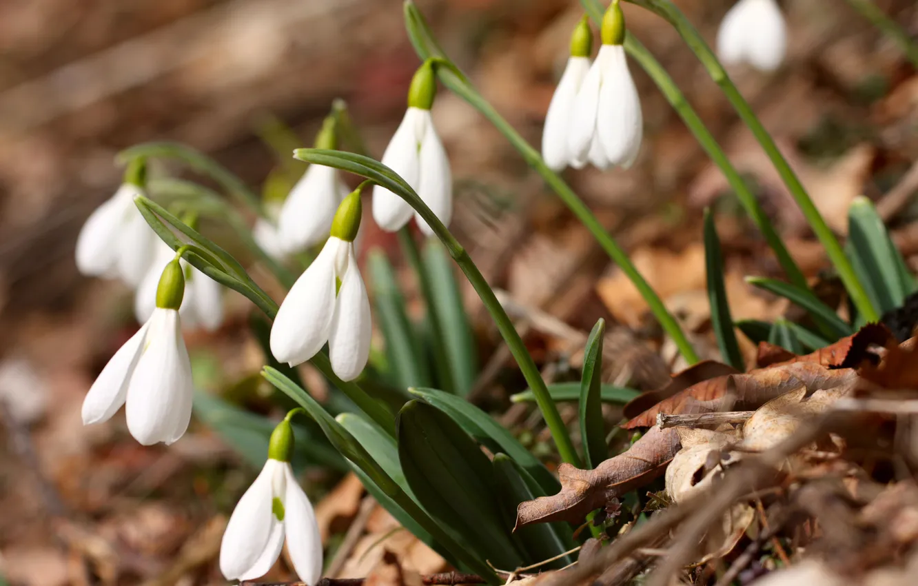 Фото обои крокусы, белые, Spring flowers, Crocus vernus