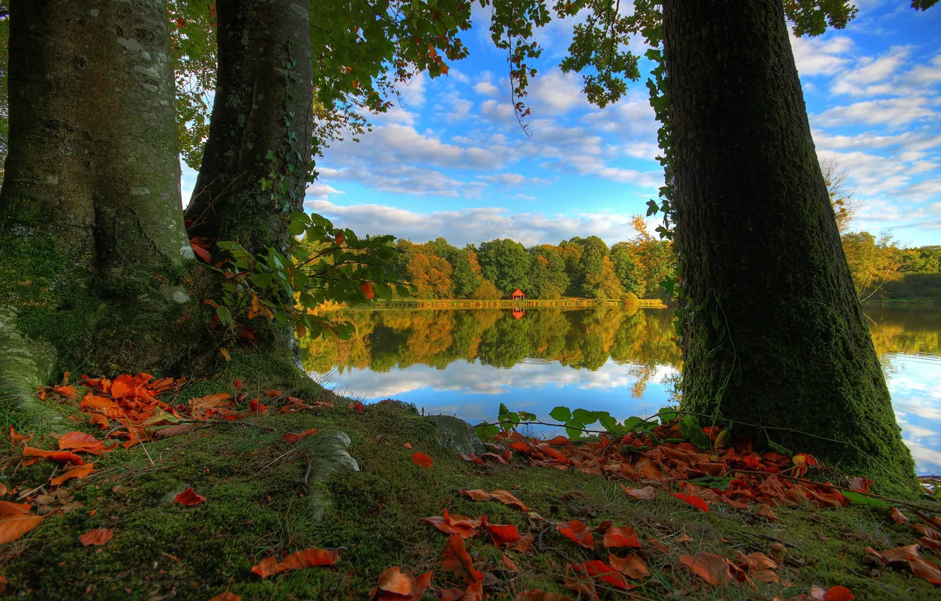Фото обои осень, лес, листья, облака, деревья, пейзаж, ветки, природа