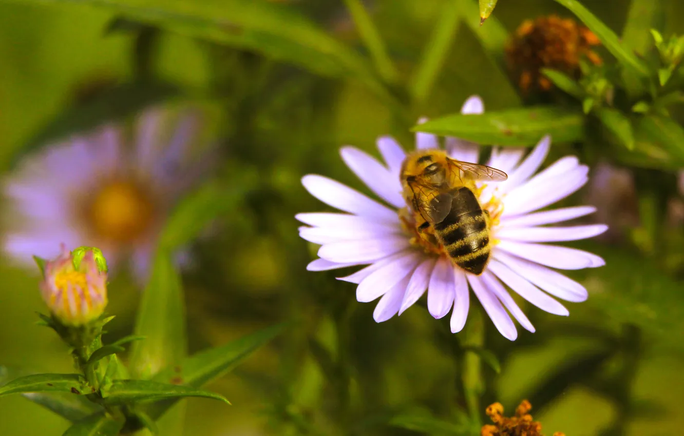Фото обои flower, insect, bee