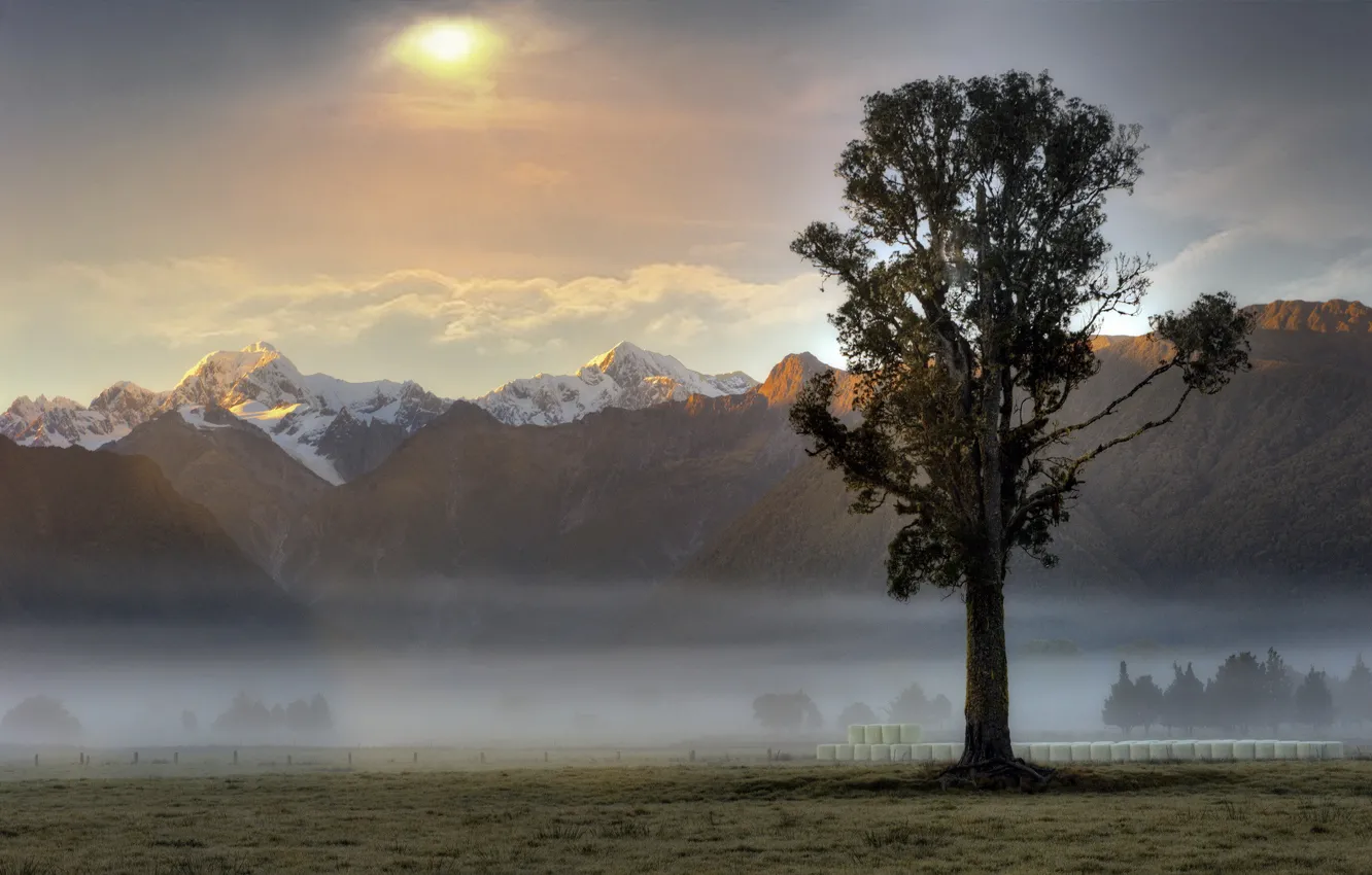 Фото обои горы, туман, дерево, рассвет, утро