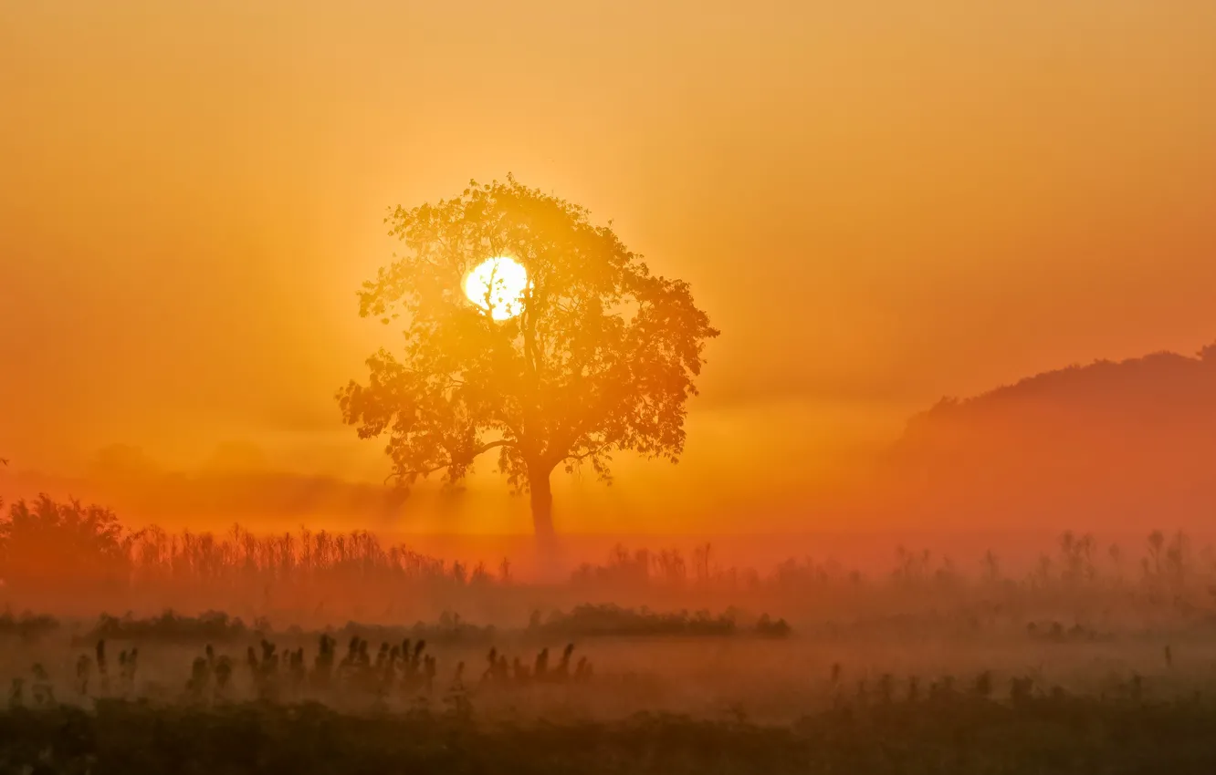 Фото обои солнце, закат, туман, дерево, холмы