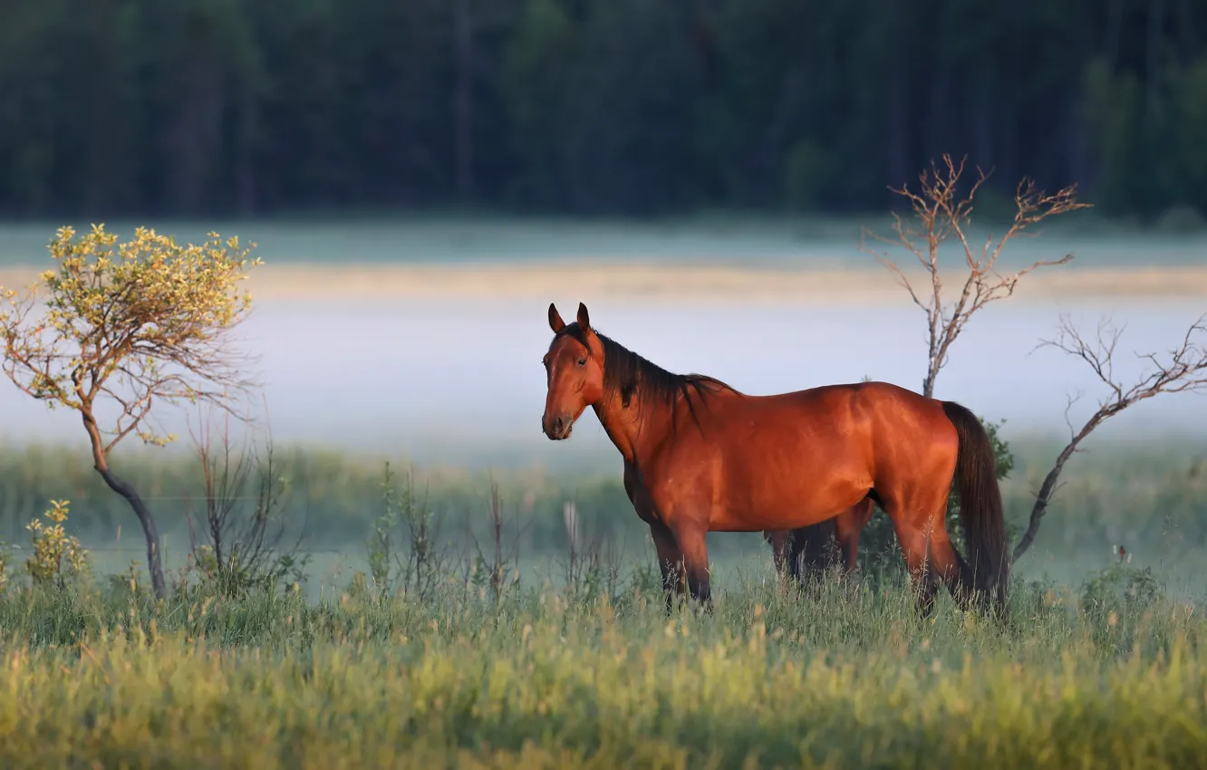 Фото обои поле, природа, туман, конь, лошадь, утро, гнедой