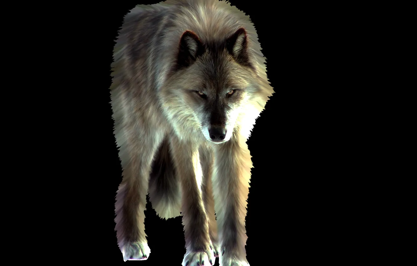 Фото обои nature, face, animal, wolf, wildlife, head, fur, mammal