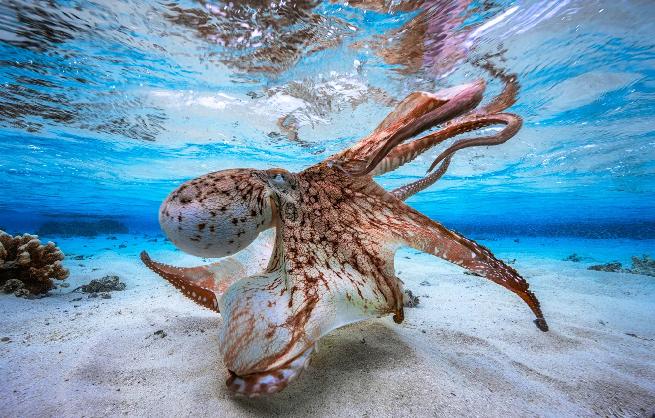 Фото обои ocean, octopus, sand