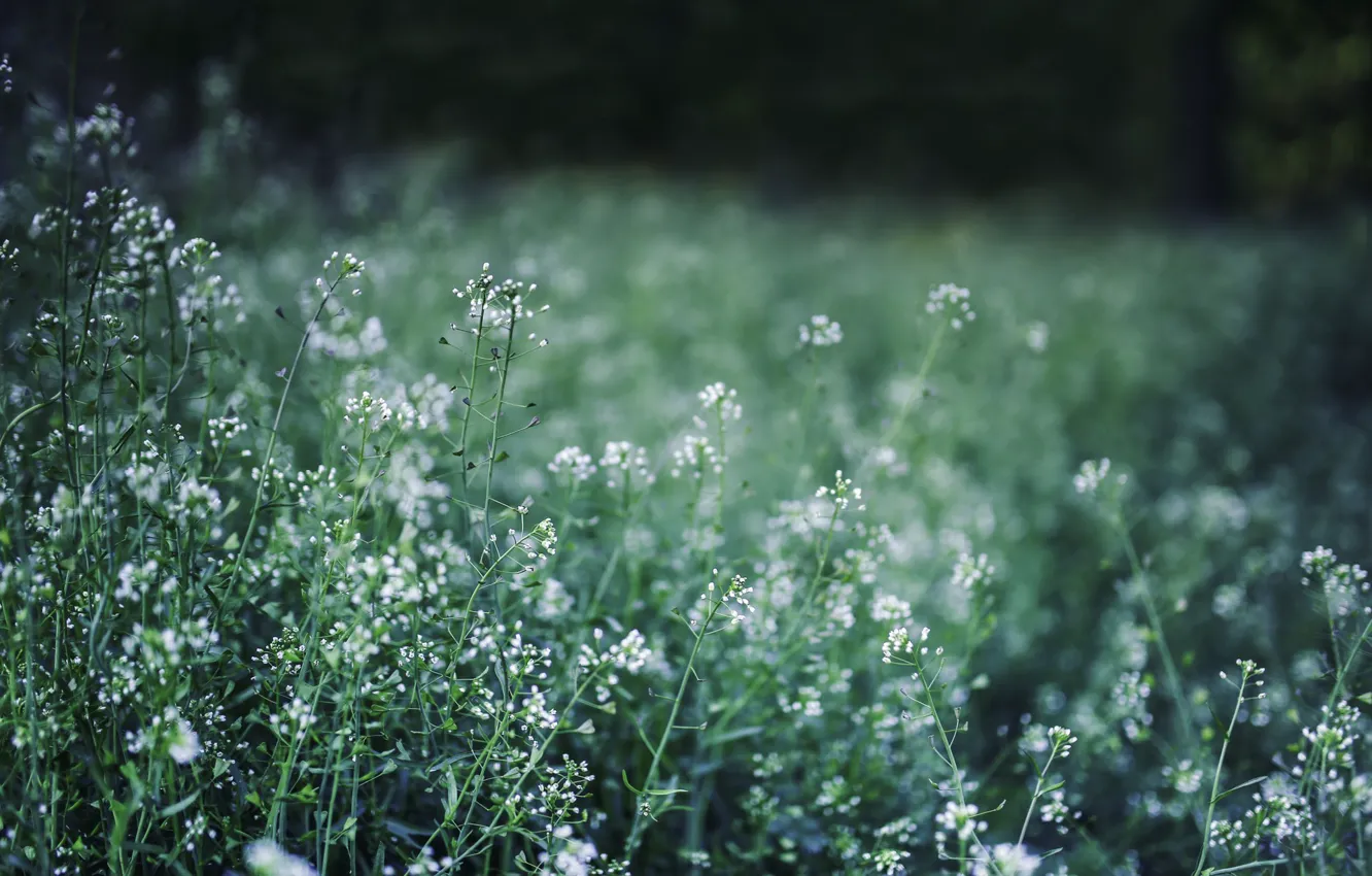 Фото обои зелень, трава, макро, цветы, пастушья сумка
