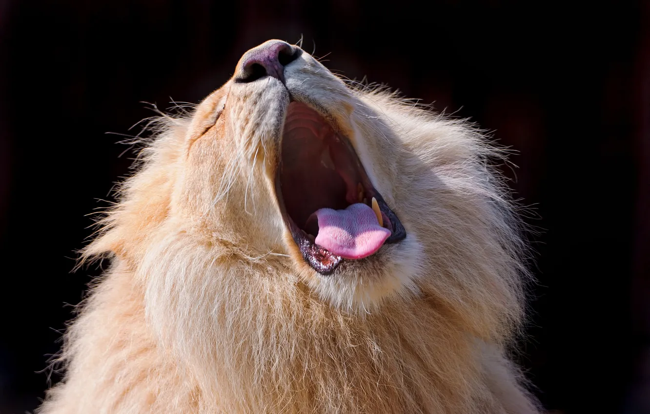 Фото обои язык, лев, зевает, ©Tambako The Jaguar, кошка.грива
