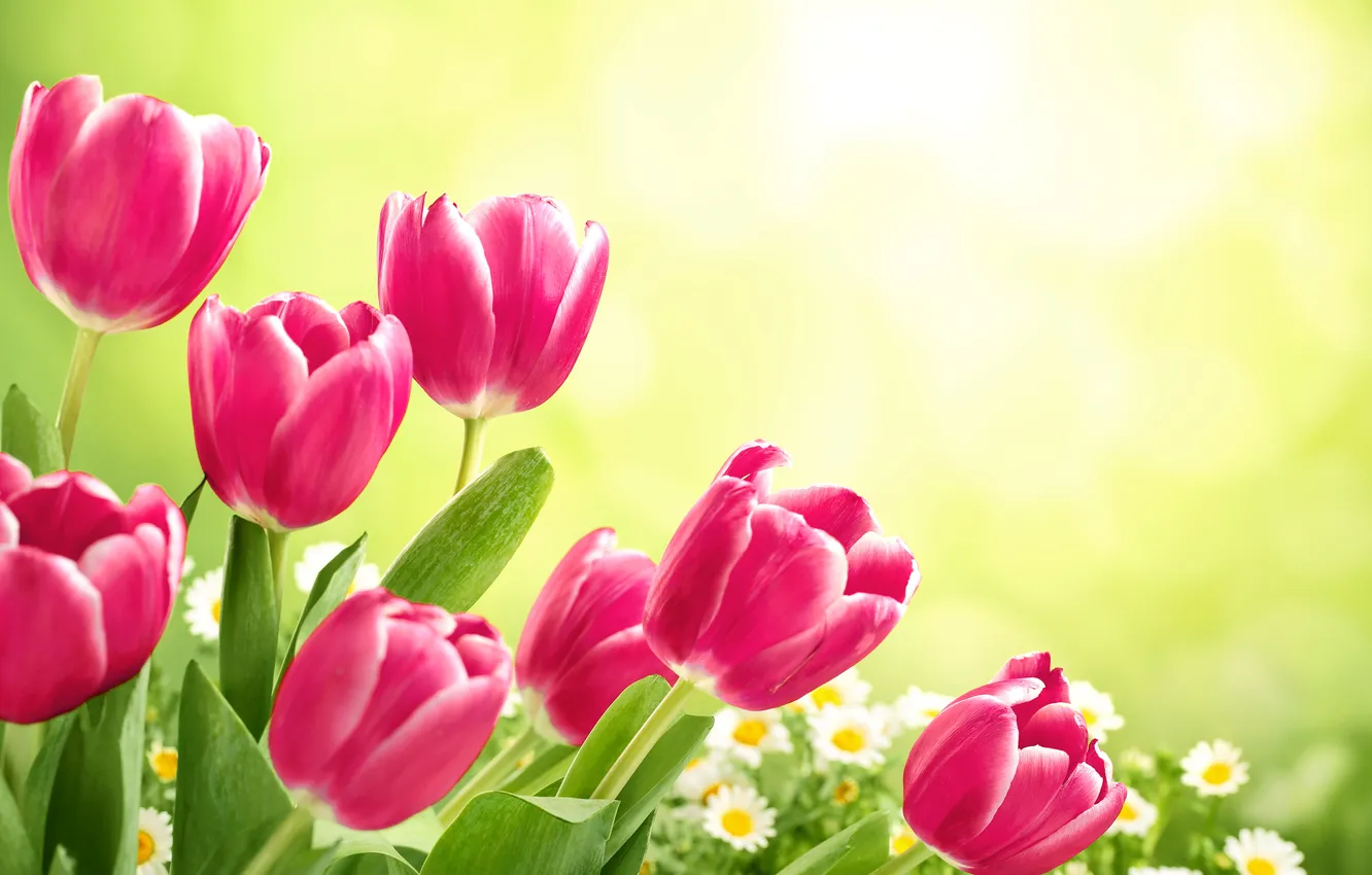 Фото обои цветы, тюльпаны, fresh, flowers, tulips, spring