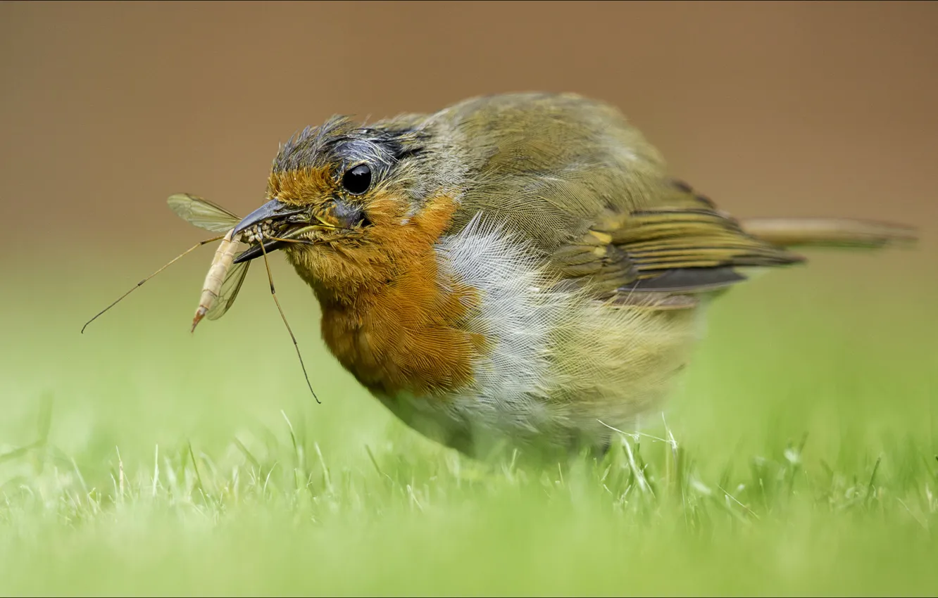 Фото обои grass, bird, eating