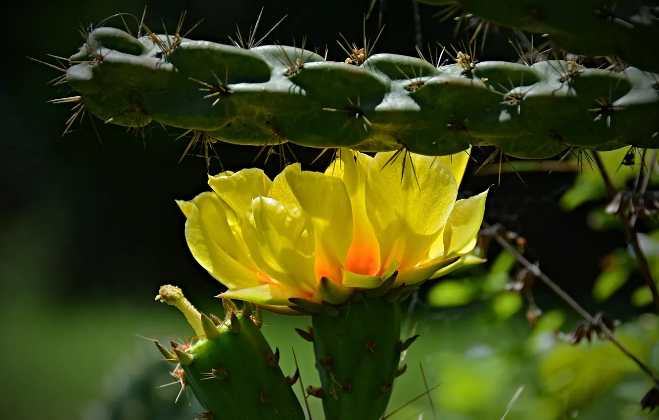 Фото обои Кактус, Желтый цветок, Cactus, Yellow flower