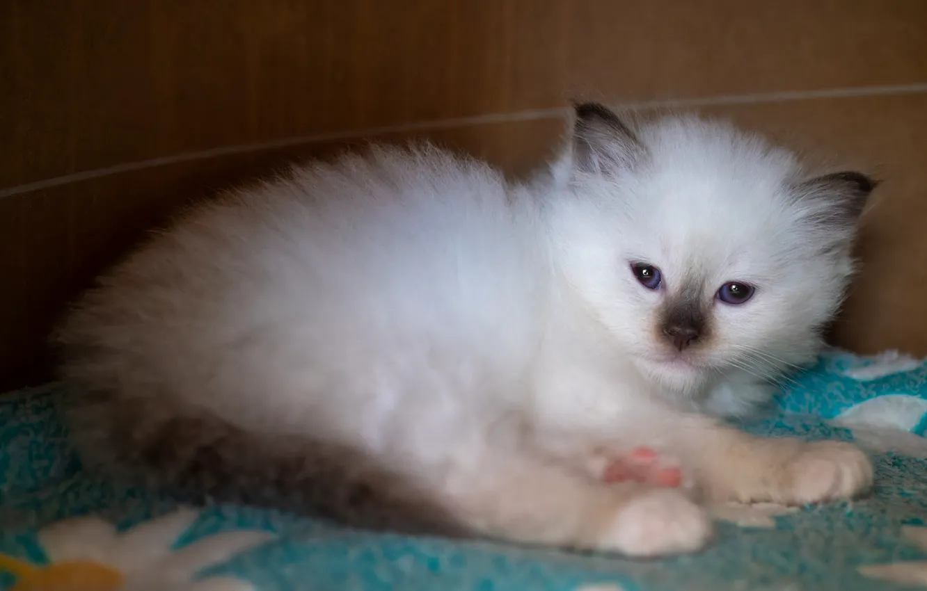 Фото обои кошка, белый, взгляд, поза, котенок, малыш, мордочка, лежит