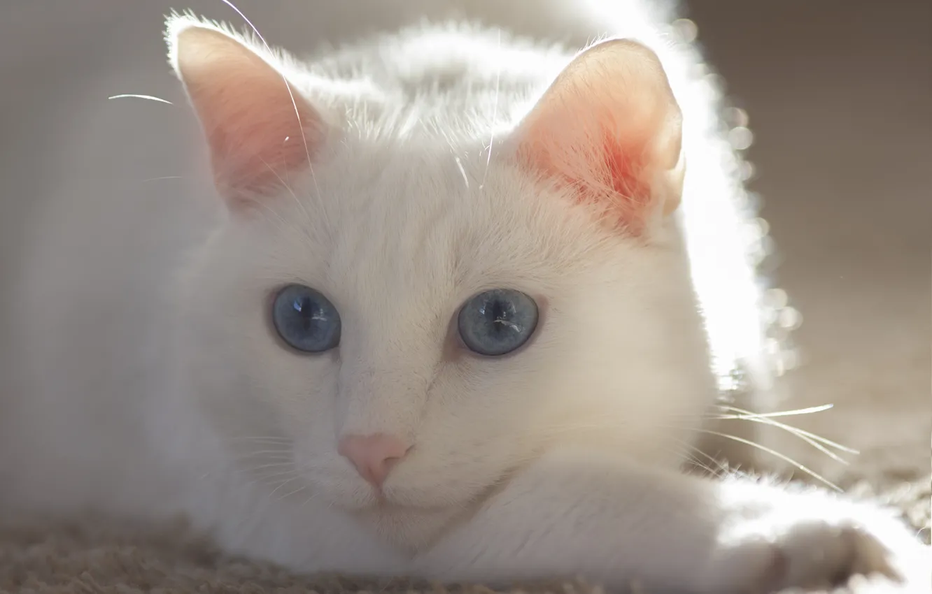 Фото обои кошка, глаза, кот, усы, белая