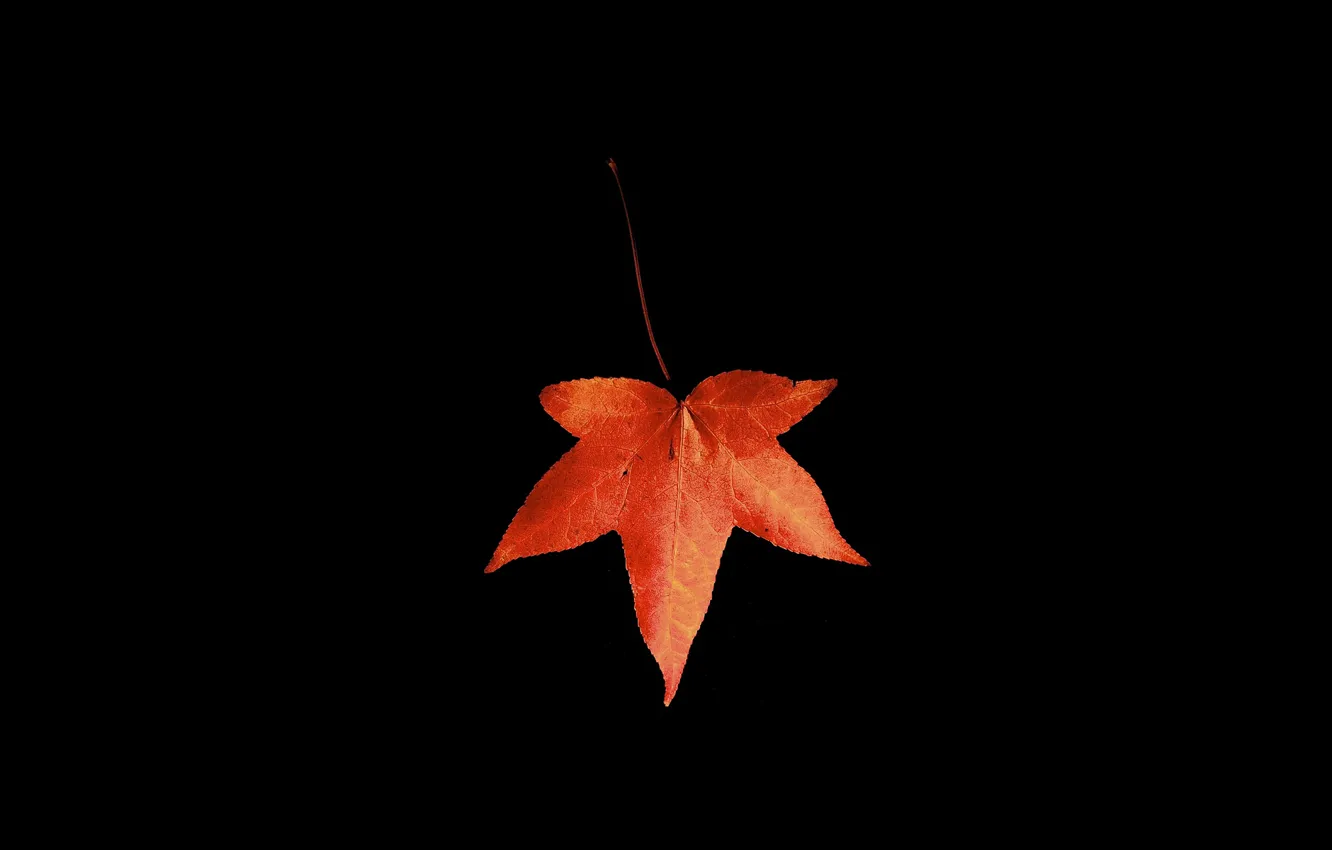 Фото обои осень, макро, лист, чёрный фон