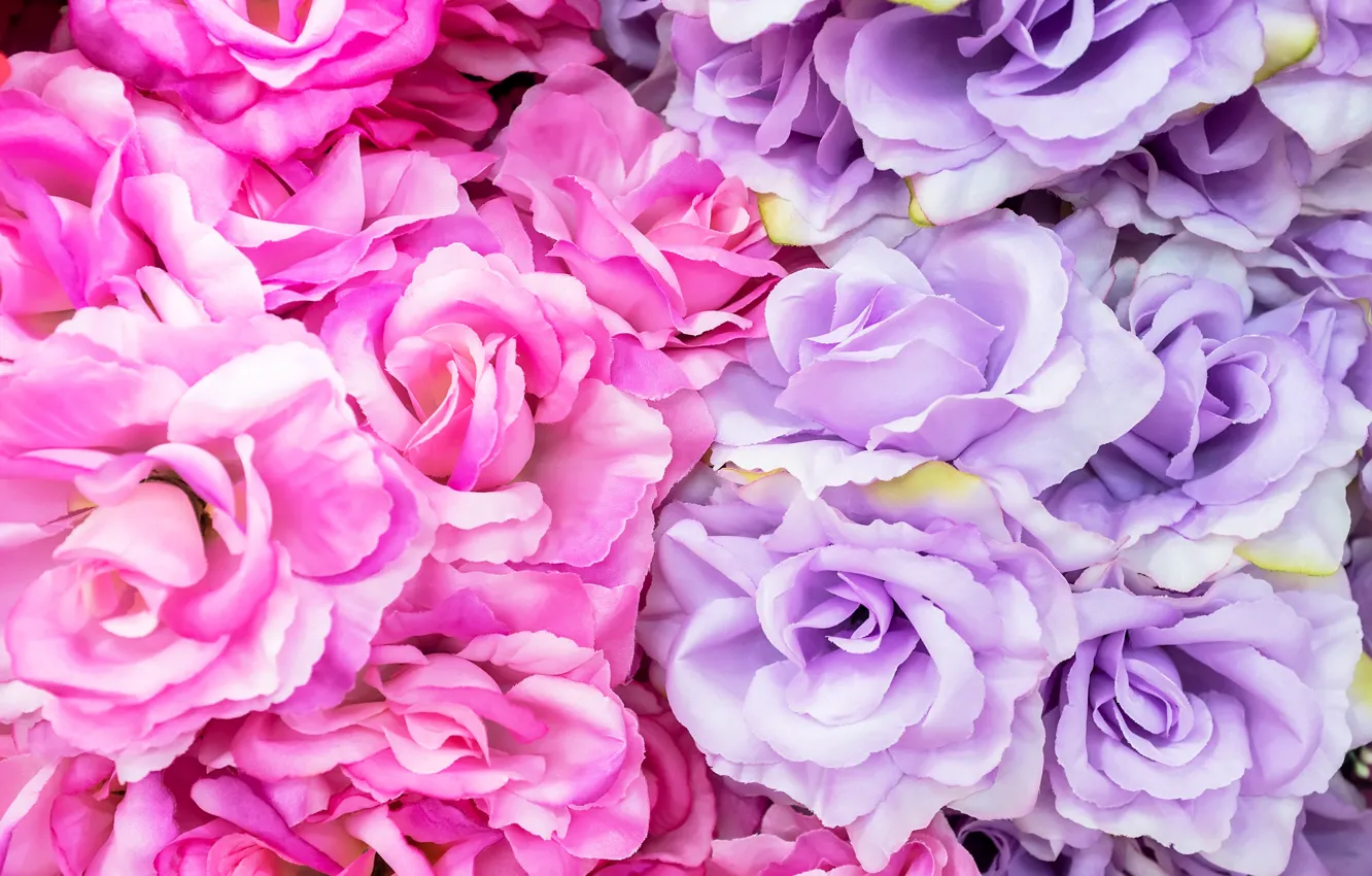 Фото обои цветы, розы, pink, flowers, roses, violet