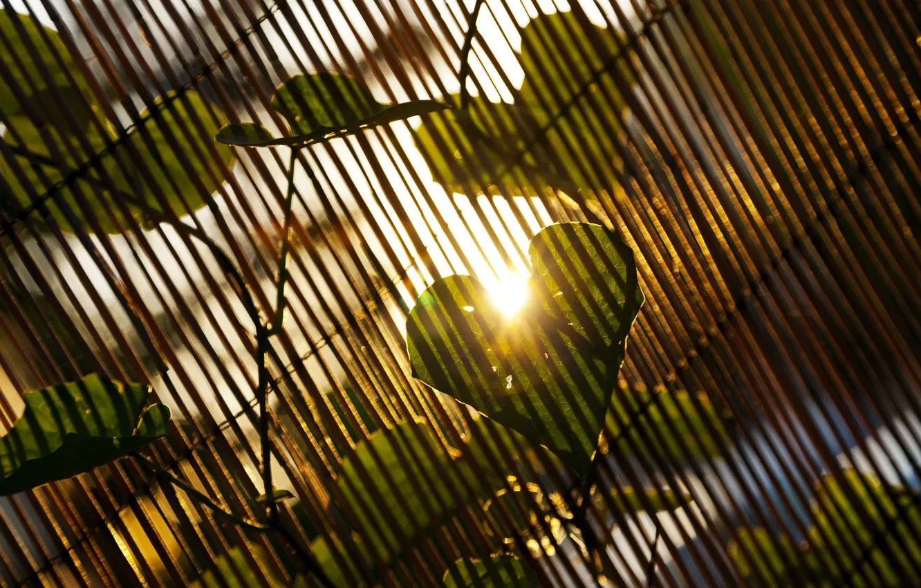 Фото обои листья, солнце, лучи, природа, дерево, день, love, листочек