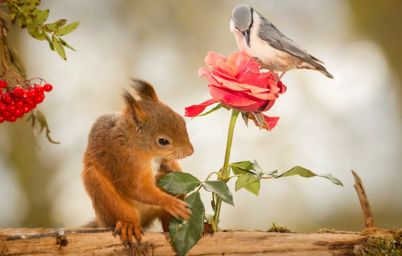 Фото обои животные, цветок, природа, ягоды, птица, роза, белка, журнал