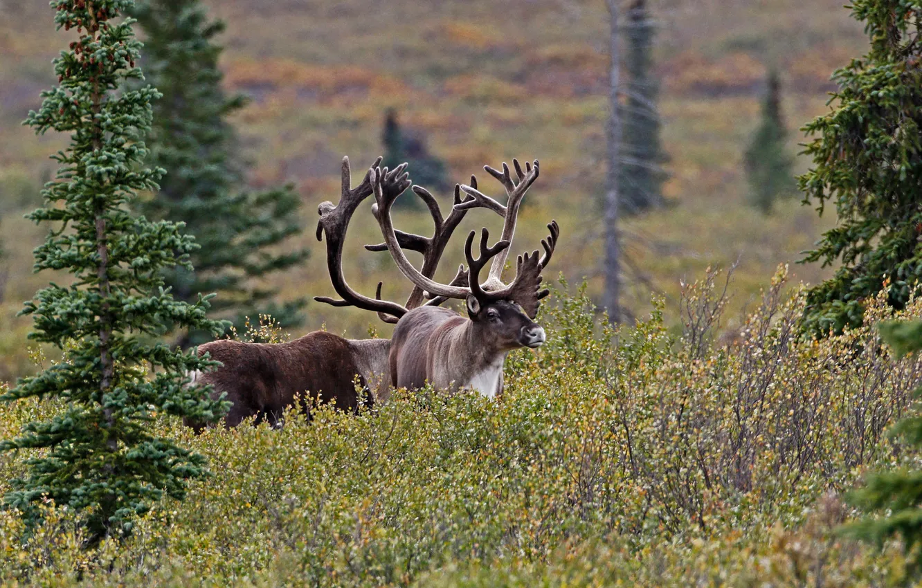 Фото обои природа, ель, рога, северный олень