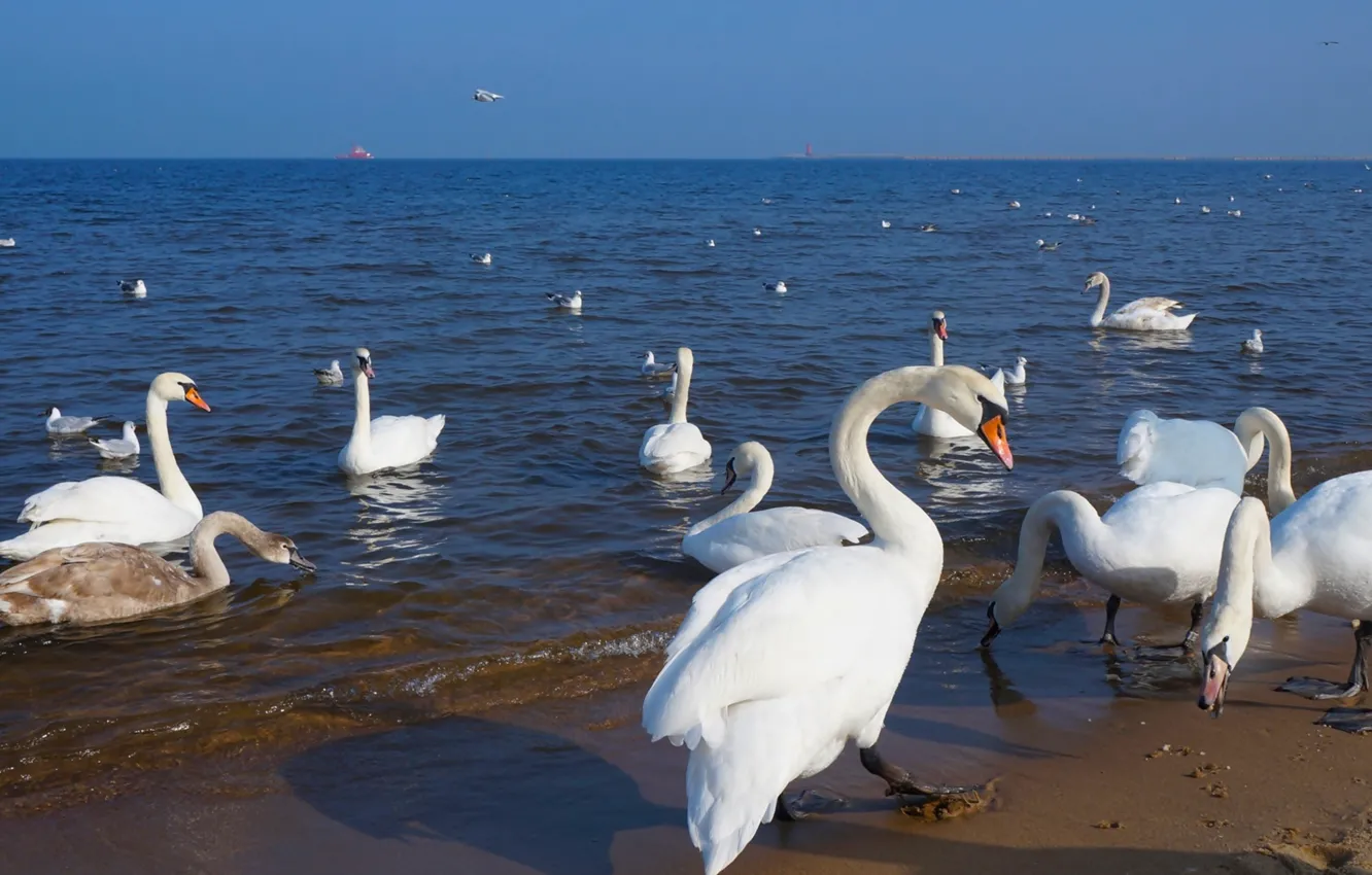 Фото обои beach, swan, sea, ocean, water