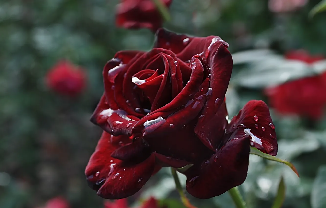 Фото обои цветок, роза, капли воды