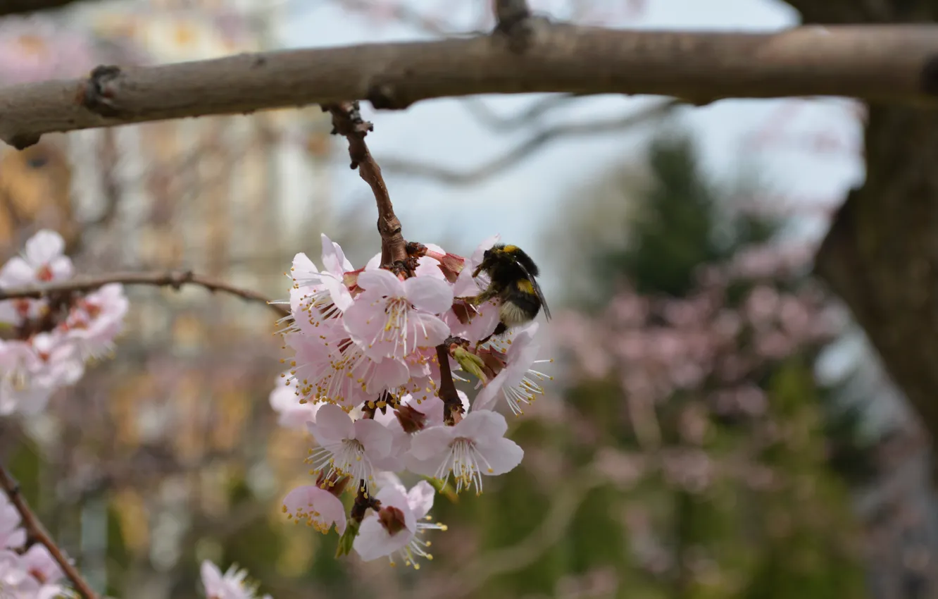 Фото обои пчела, пыльца, весна, цветение, медонос