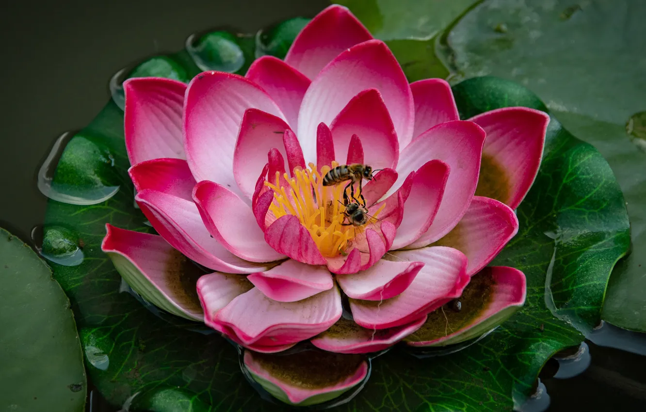 Фото обои цветок, листья, капли, насекомые, пруд, розовая, лепестки, пчелы