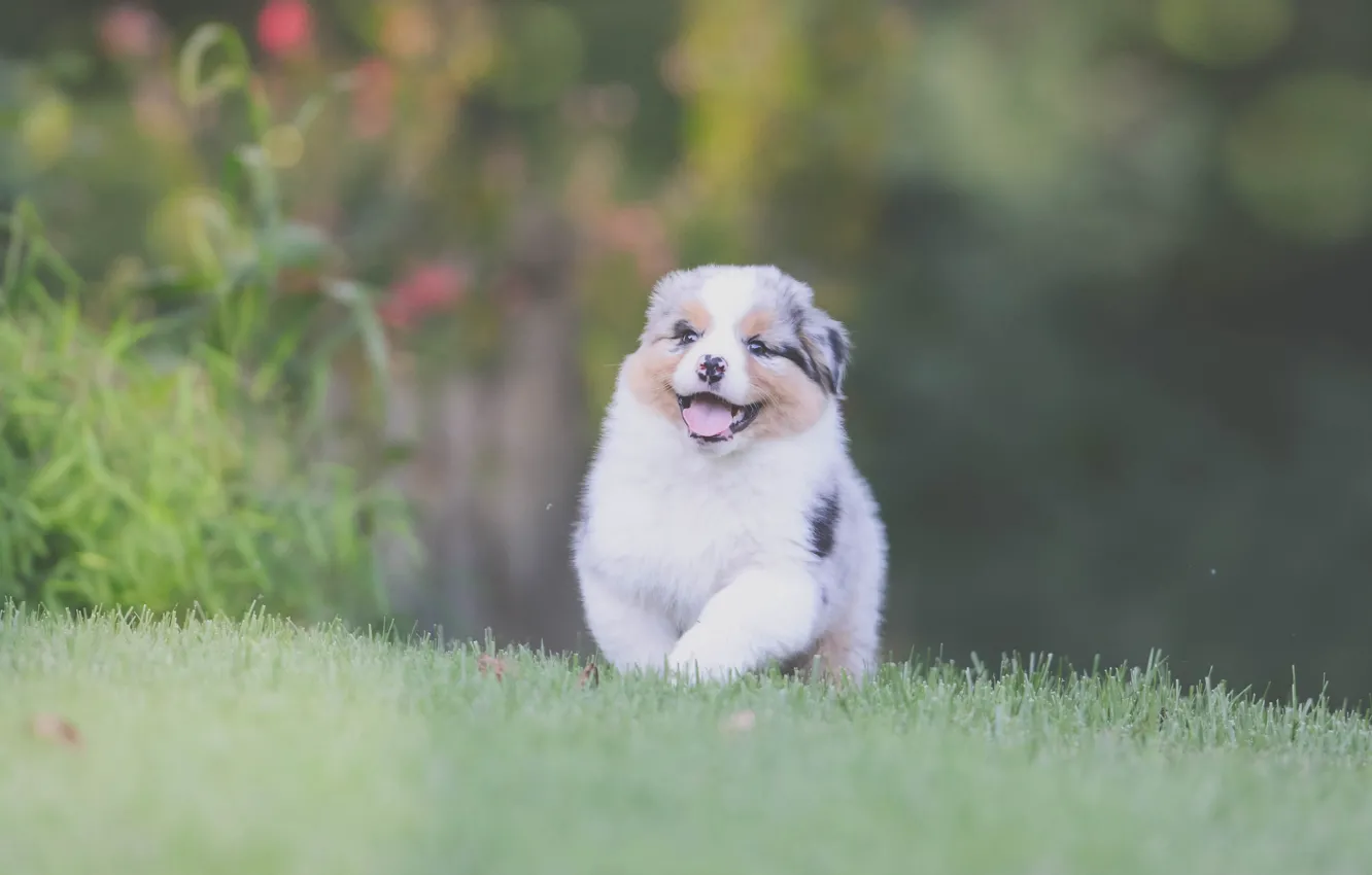 Фото обои трава, радость, настроение, собака, щенок, прогулка, Австралийская овчарка, Аусси