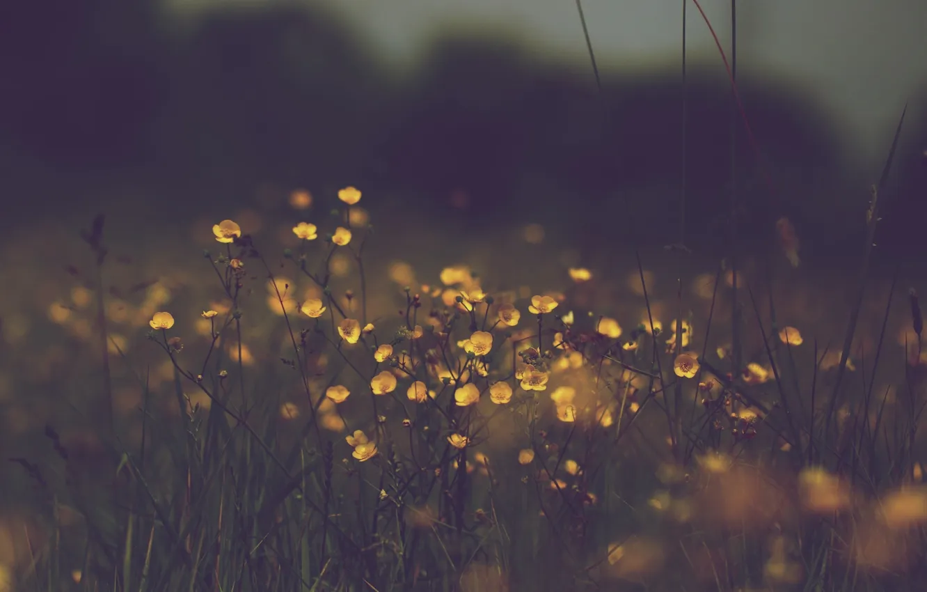 Фото обои трава, цветы, жёлтые, тусклость