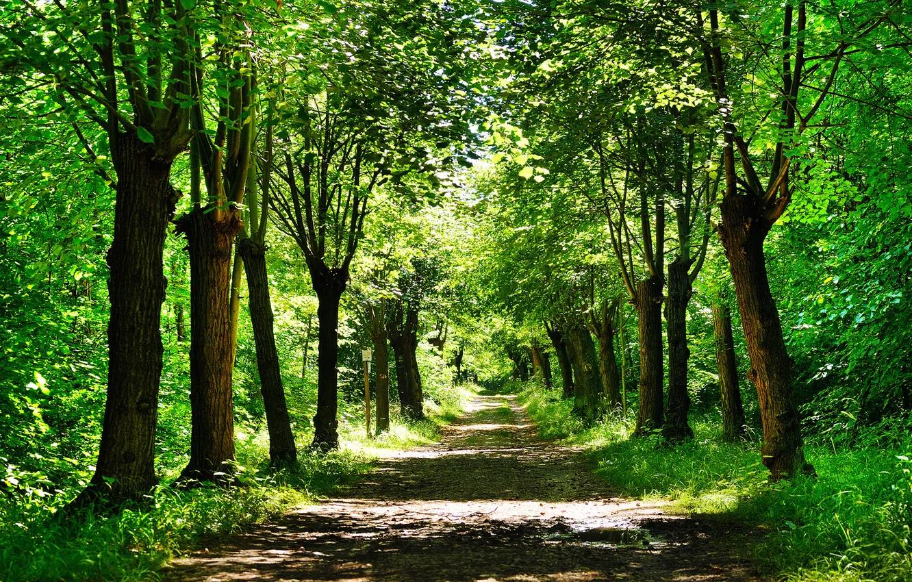 Фото обои дорога, зелень, лес, трава, листья, деревья, природа, парк