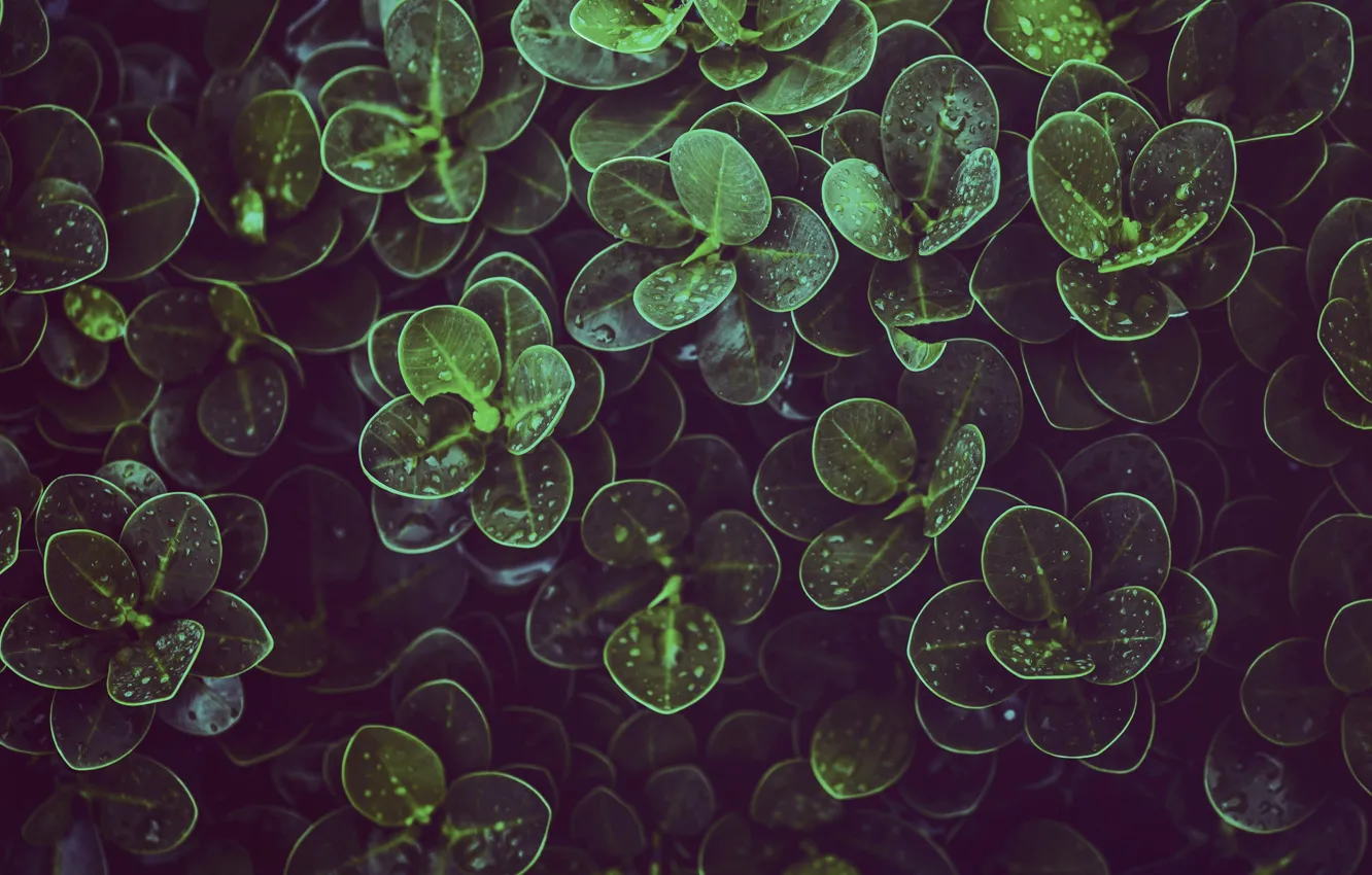 Фото обои листья, капли, природа, листок, растение, флора, Green Leafed Plant, by it's me neosiam