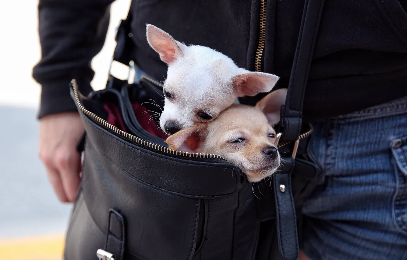 Фото обои собаки, сумка, парочка, чихуахуа, переезд, мордашки