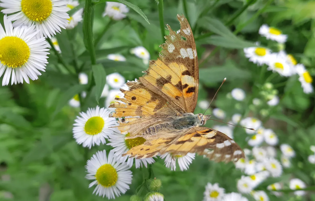 Фото обои Цветы, Бабочка, Листья, Стебли, Мелколепёстник однолетний