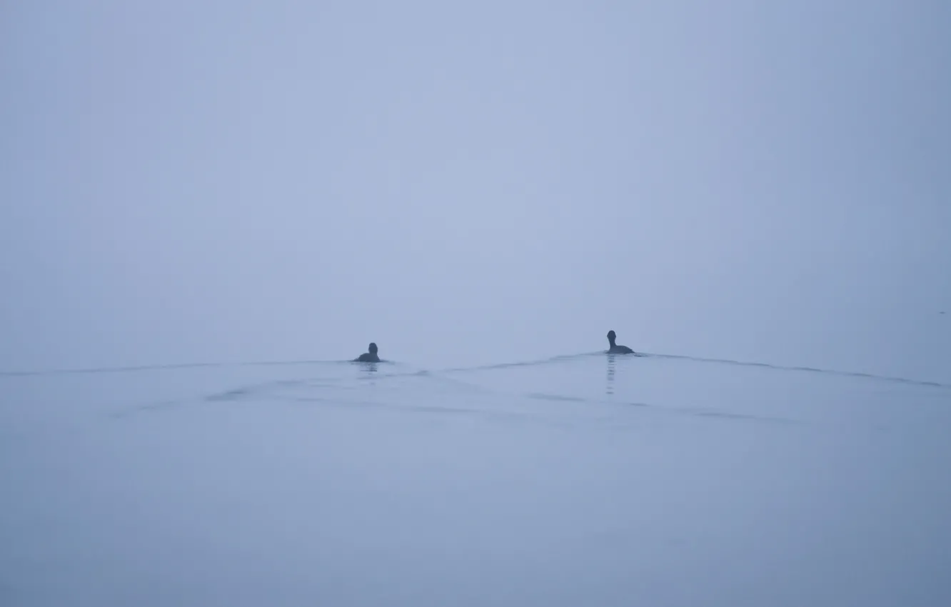 Фото обои туман, озеро, утки, минимализм