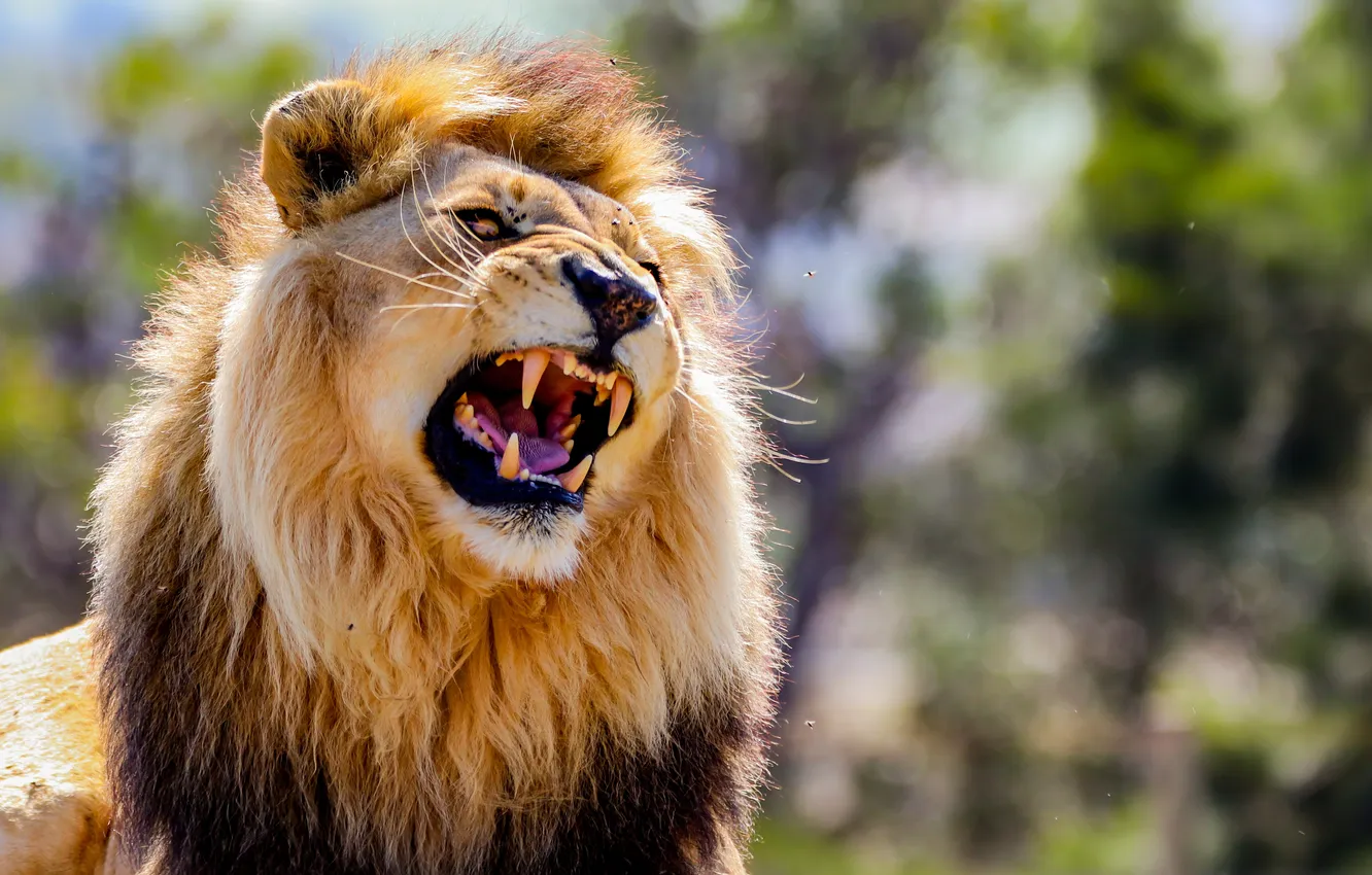 Фото обои animals, lion, mouth, fangs