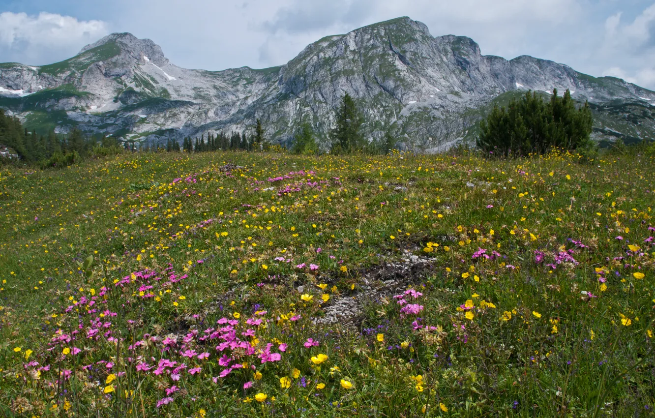 Фото обои лето, трава, деревья, цветы, горы, Австрия, Альпы