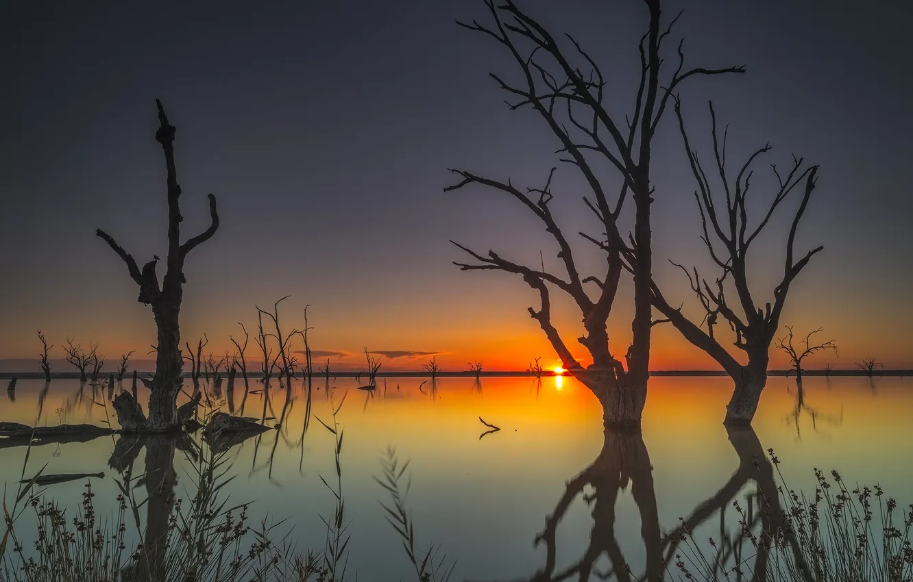 Фото обои деревья, озеро, рассвет, Австралия, Бонни