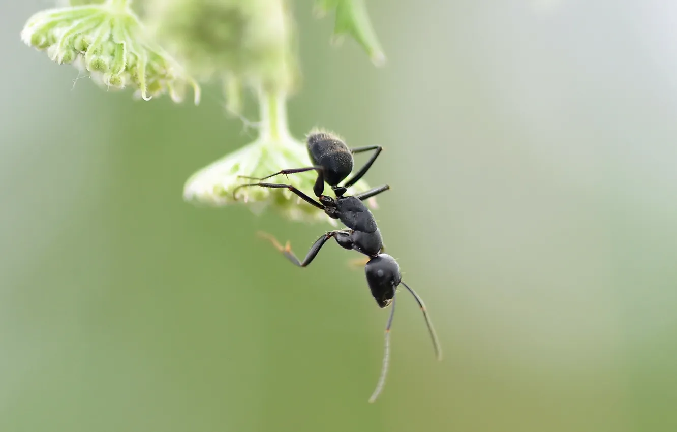 Фото обои макро, природа, муравей